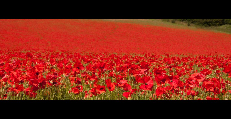 poppy field, Worcestershire