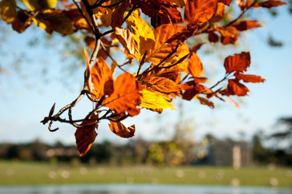 autumn leaves Croome Court