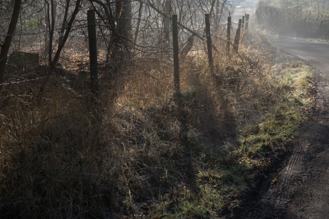 Chaddesley Wood-2089 - Copy