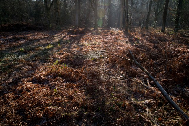 Chaddesley Wood-2106