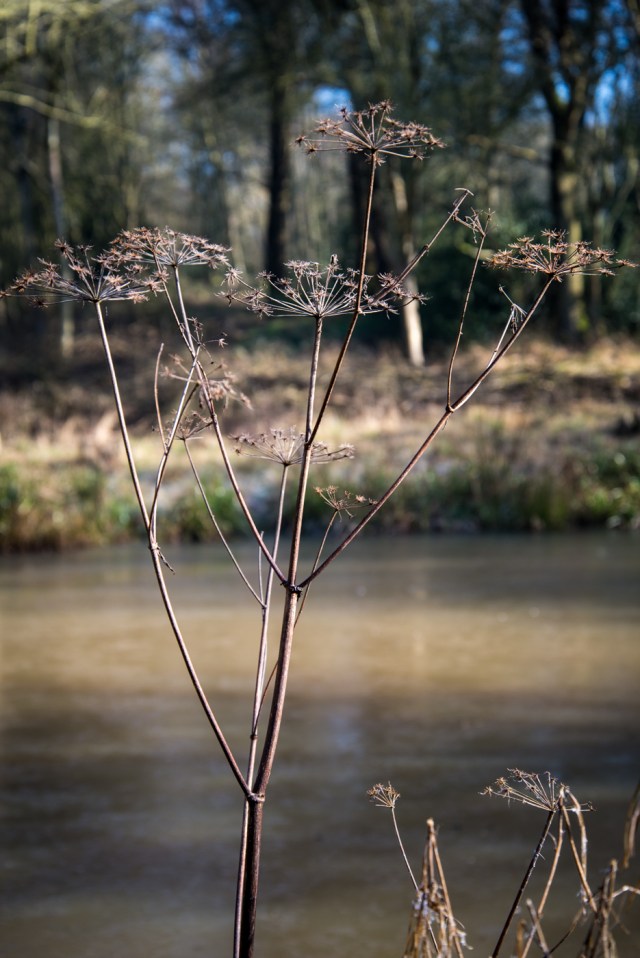 Chaddesley Wood-2120