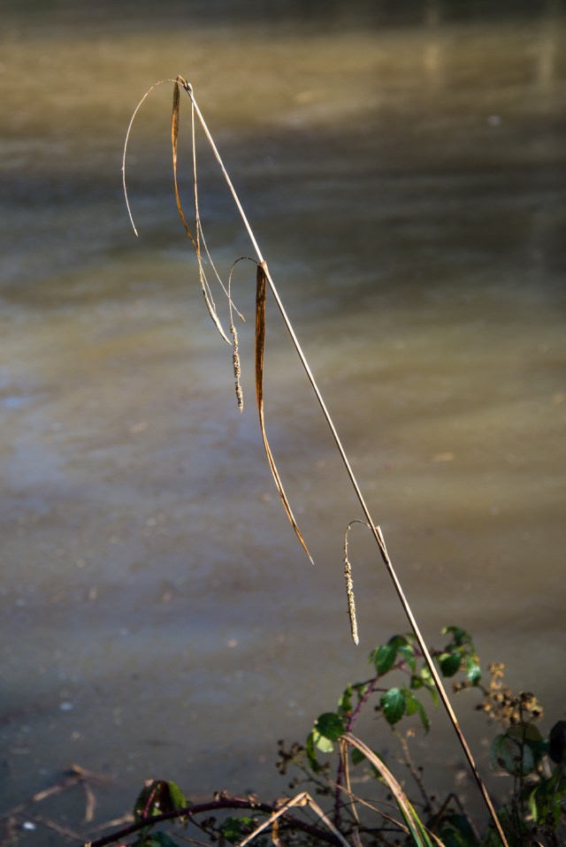 Chaddesley Wood-2139