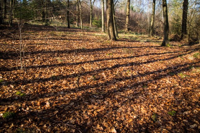 Chaddesley Wood-2155