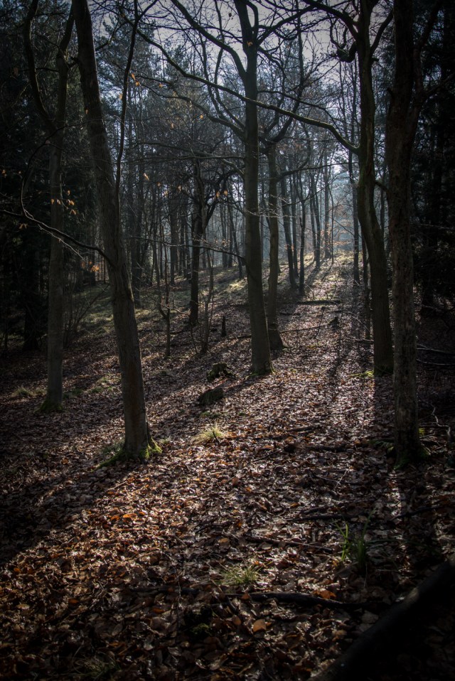 Chaddesley Wood-2158