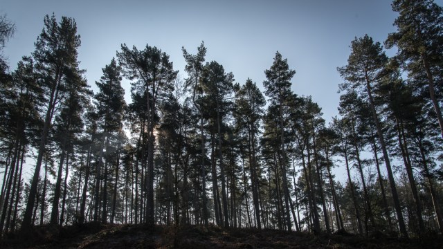 Chaddesley Wood-2184