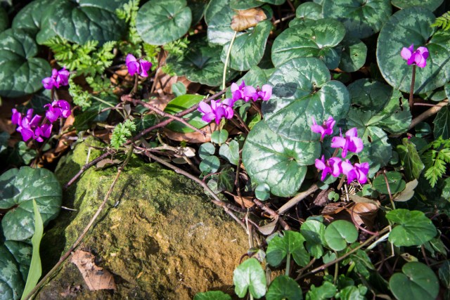 Chastleton Feb 2013-1557