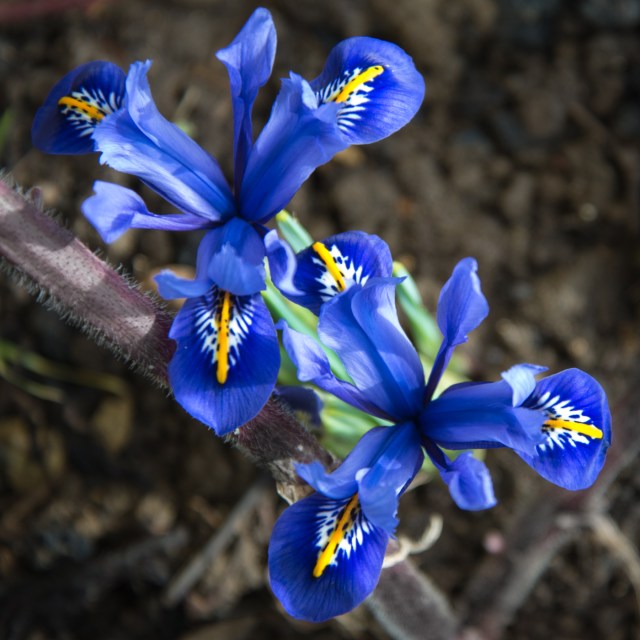 Chastleton Feb 2013-1592
