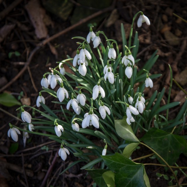 Chastleton Feb 2013-1631
