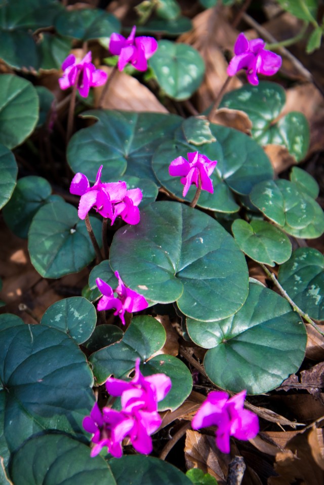 Chastleton Feb 2013-1663