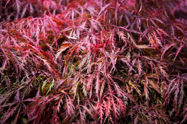 Ager garden NGS May 2013-6869