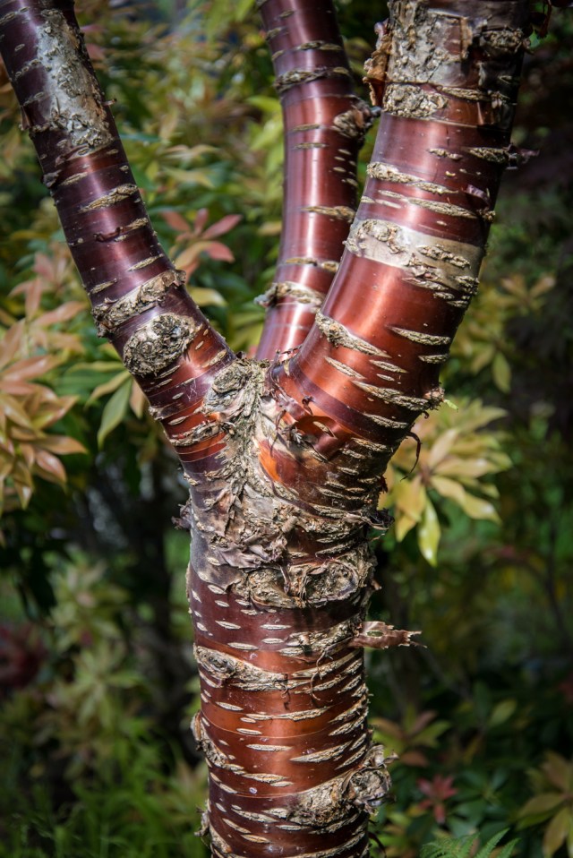 Ager garden NGS May 2013-6870