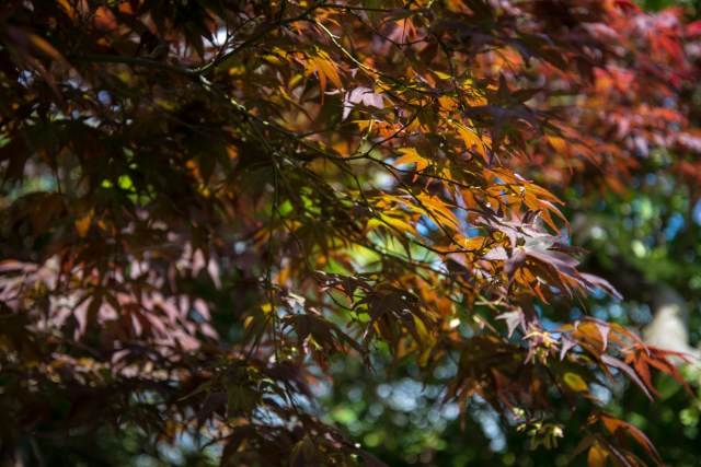 Ager garden NGS May 2013-6875