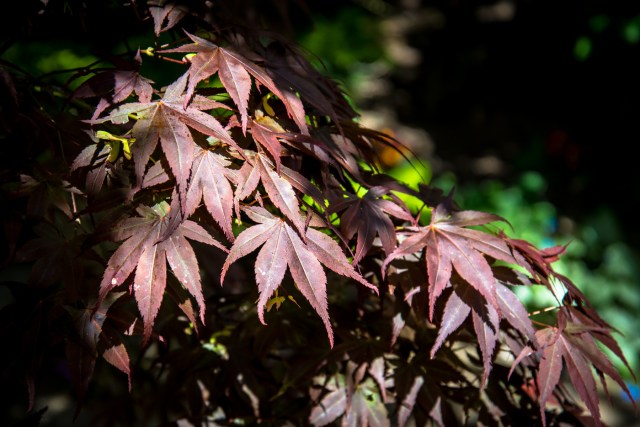 Ager garden NGS May 2013-6876