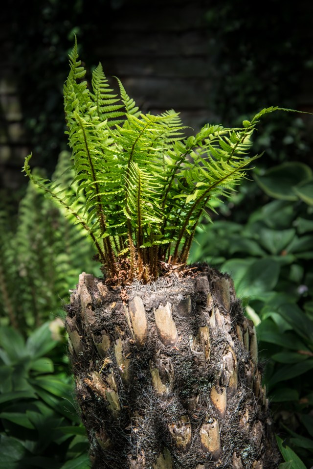 Ager garden NGS May 2013-6880