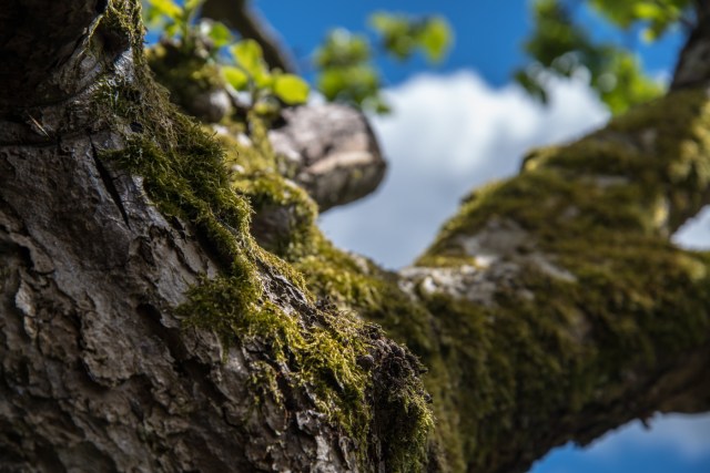 Ager garden NGS May 2013-6915