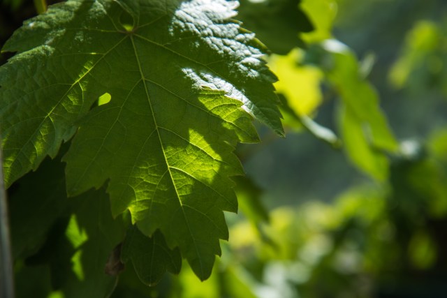 Ager garden NGS May 2013-6919