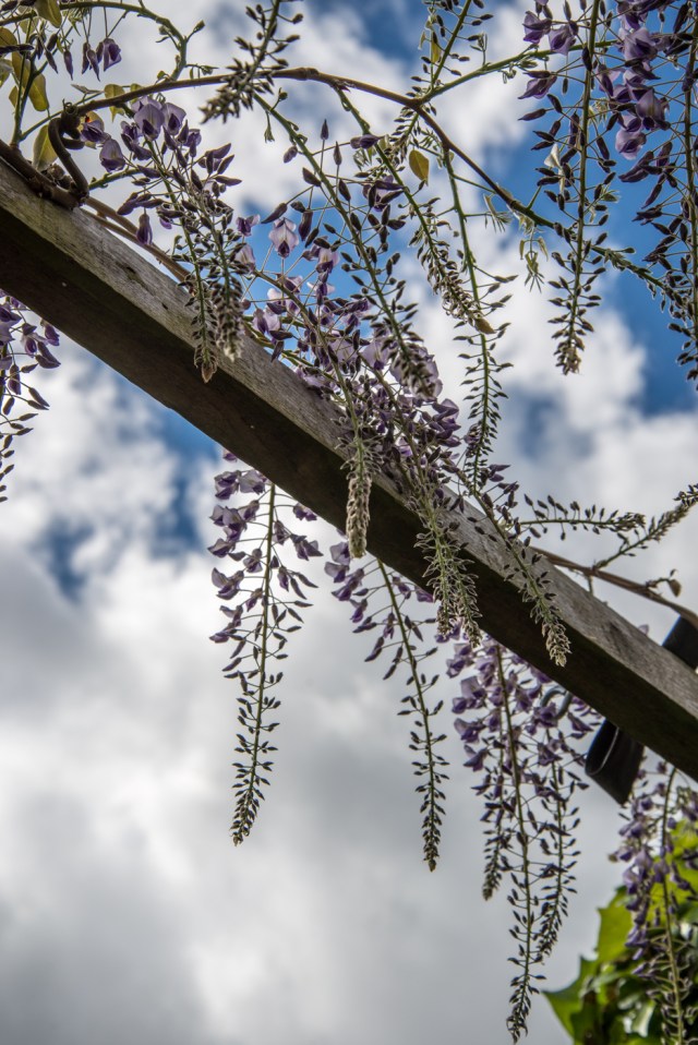 Ager garden NGS May 2013-6926