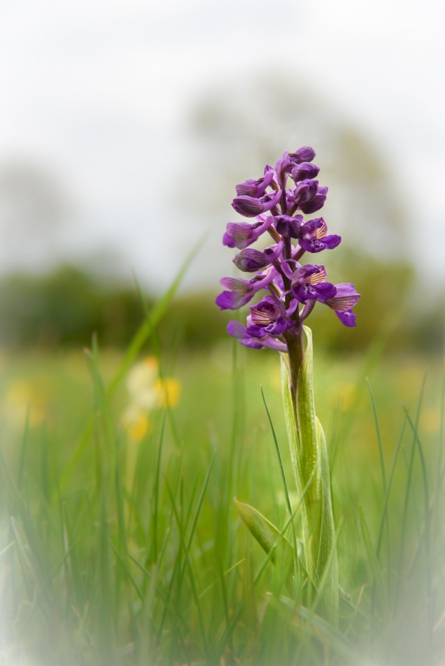 Eades Meadow WWT-6411 small edited