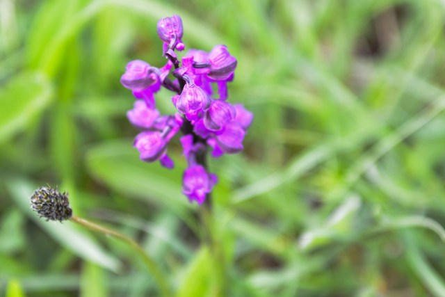 Eades Meadow WWT-6445 small edited