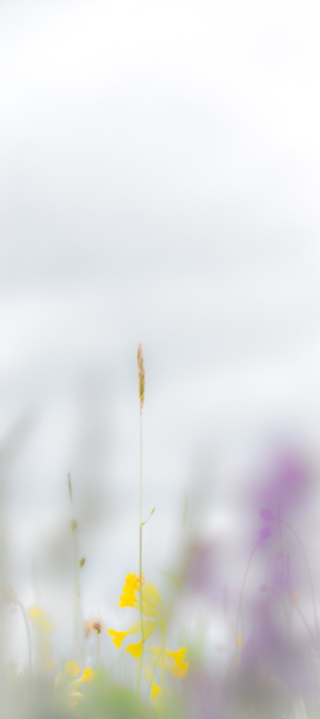 Eades Meadow WWT-6532 small edited