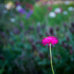 Lacock in autumn -2282