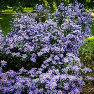 In the Walled Garden