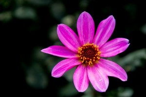 Lacock in autumn -2291