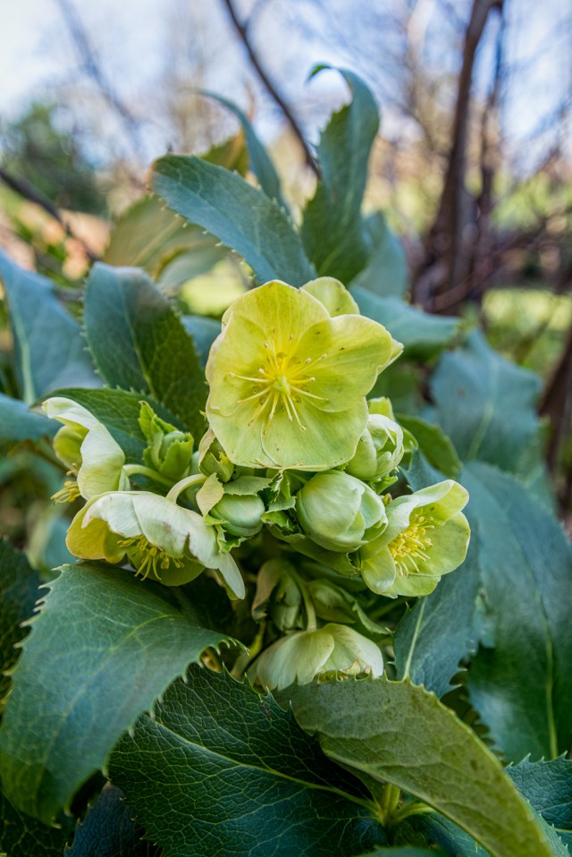 Signs of spring - hellebore-6105