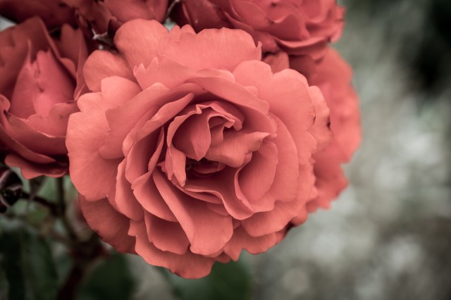 France 2015 summer-9495