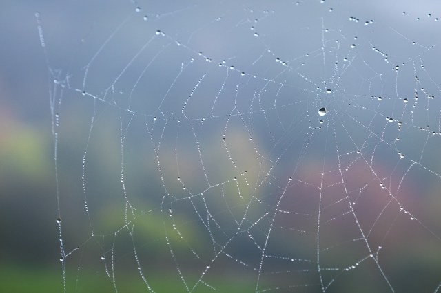 Knightwick autumn colours & web