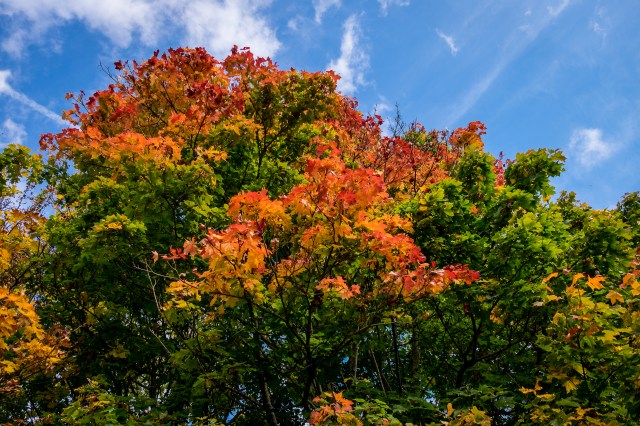 Autumn leaves framed by sky