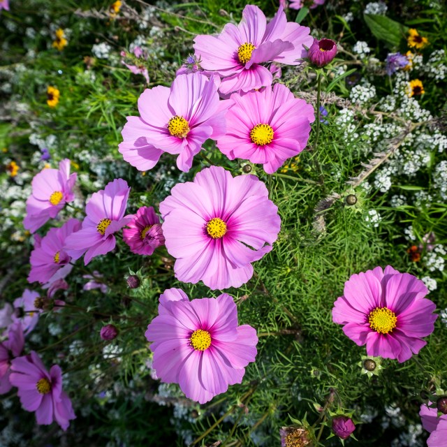 hanbury-hall-apple-day-5995