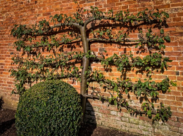 hanbury-hall-apple-day-6015