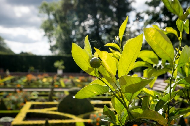 Lemon tree, very pretty