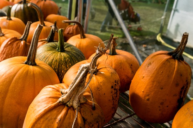 hanbury-hall-apple-day-6050