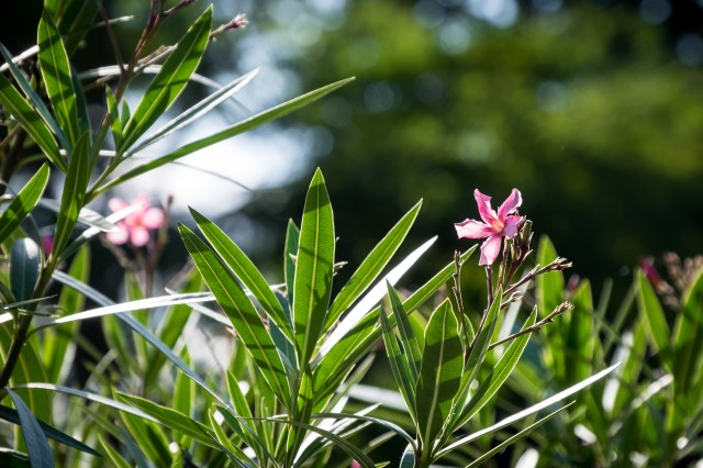 hanbury-hall-apple-day-6079