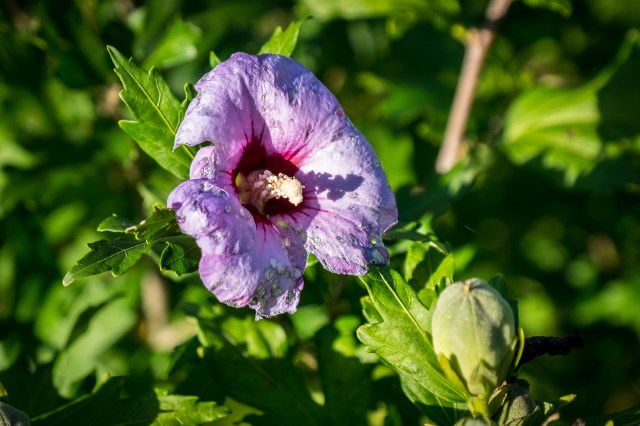 hanbury-hall-apple-day-6081
