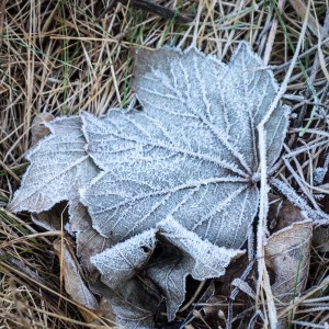 droitwich-wintry-canal-6555