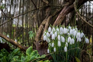 lsf-winter-garden-wwt-4053