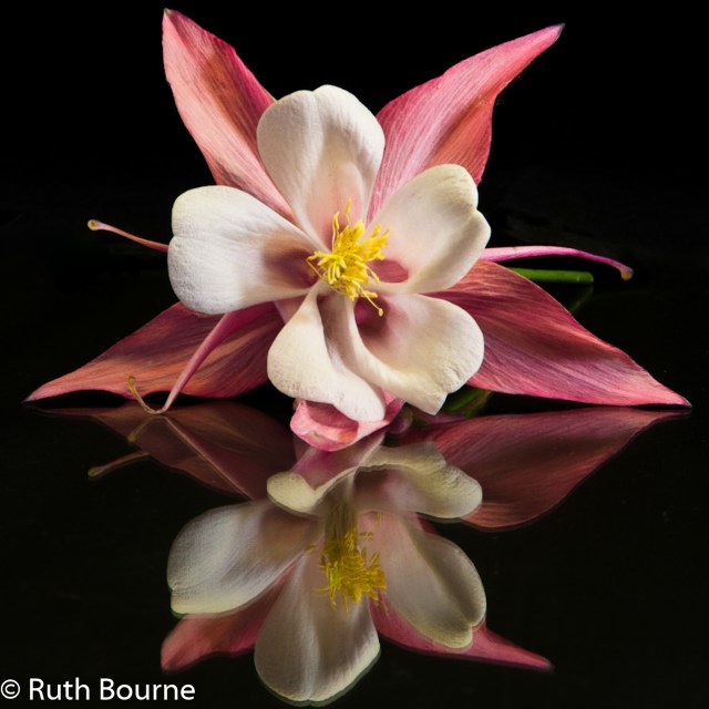 8 aquilegia reflection-0004 watermarked