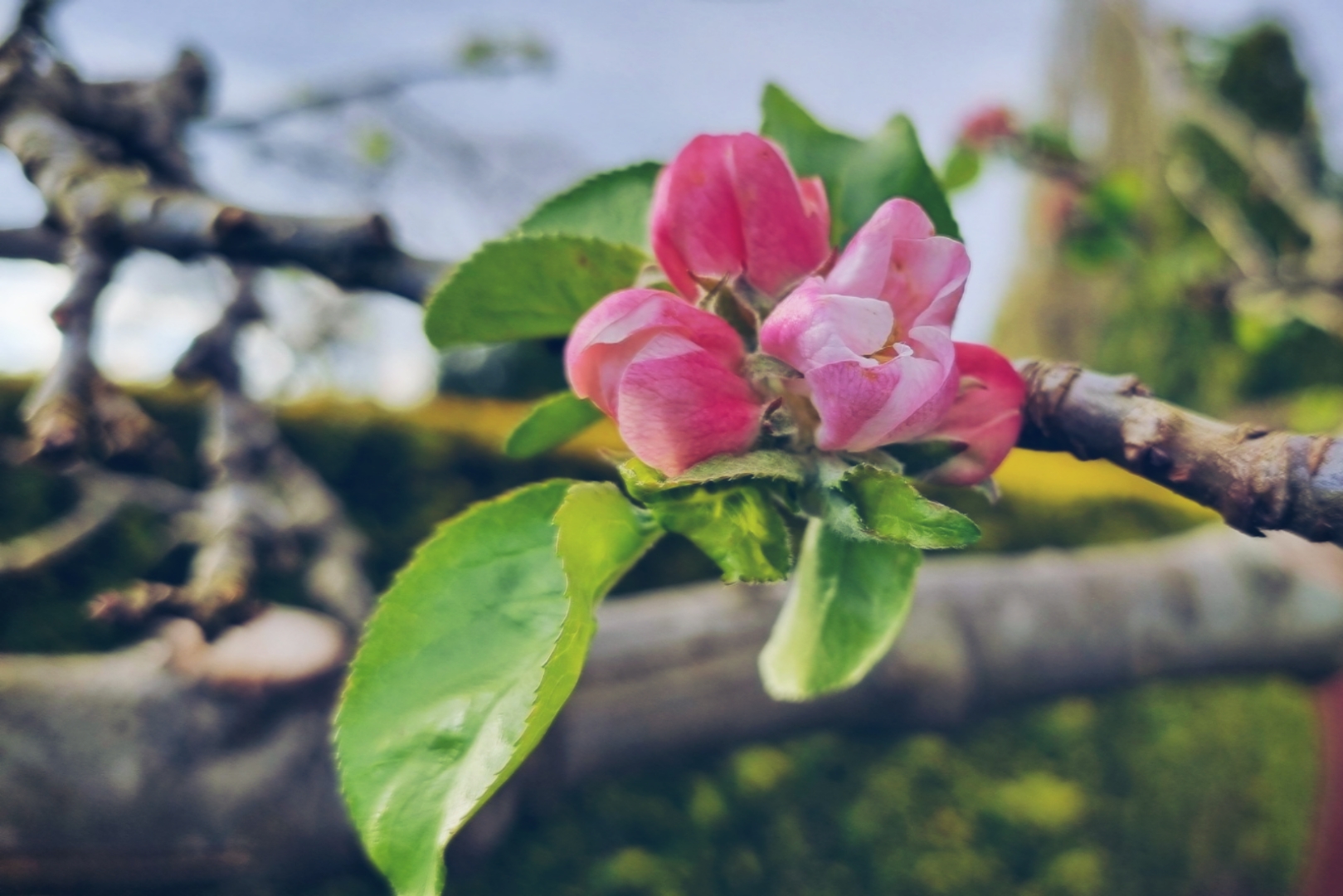 Spring | Random Thoughts