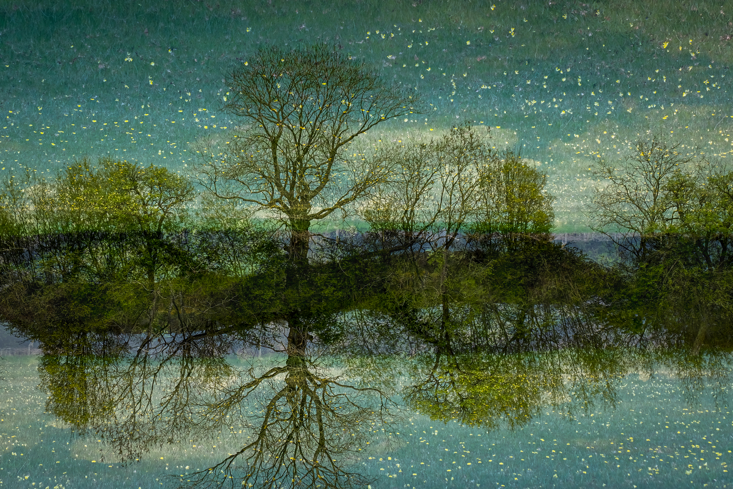 A double exposure image (flipped 180 degrees) of trees in a meadow with the spring flowers looking like stars. in the new 'sky'
