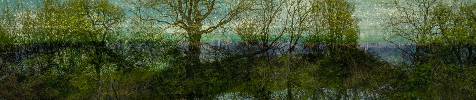 A double exposure image (flipped 180 degrees) of trees in a meadow with the spring flowers looking like stars. in the new 'sky'